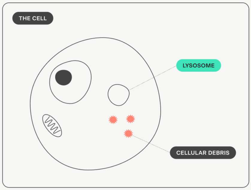 Cellular rejuvenation and repair
